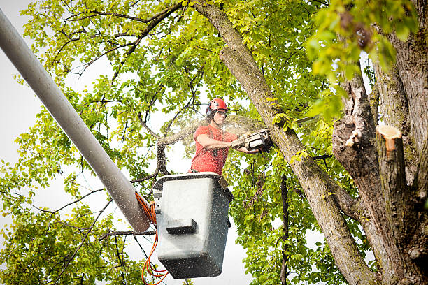 Best Affordable Tree Cutting  in Friedens, PA